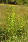 Dryopteris cristata (Butfinnet mangeløv)