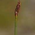 Eleocharis multicaulis (Mangestænglet Sumpstrå)