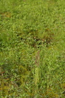 Holcus lanatus (Fløjlsgræs)