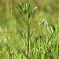 Leucanthemum vulgare_Hvid okseoeje_26052017_Randboel_Hede_059.jpg