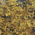 Littorella uniflora (Strandbo)