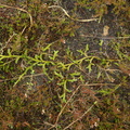 Lycopodium clavatum (Almindelig ulvefod)
