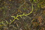 Lycopodium clavatum (Almindelig ulvefod)