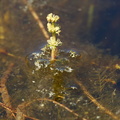 Myriophyllum spicatum_Aks-tusindblad_26052017_Randboel_080.jpg