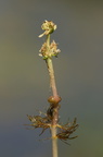 Myriophyllum spicatum (Aks-tusindblad)