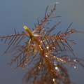 Myriophyllum spicatum_Aks-tusindblad_26052017_Randboel_092.jpg