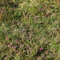 Pedicularis sylvatica_Mose-Troldurt_26052017_Randboel_Hede_041.jpg
