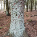 Picea sitchensis (Sitka-gran)
