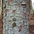 Picea sitchensis (Sitka-gran)