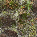 Pulsatilla vernalis (Vår-Kobjælde)