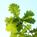 Quercus petraea_Vinter-eg_19052018_Lillesoe_Silkeborg_009.jpg