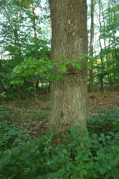Quercus petraea_Vinter-eg_19052018_Lillesoe_Silkeborg_013.jpg