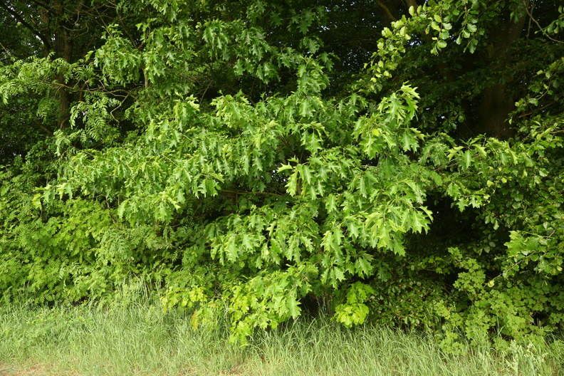 Quercus rubra_Roed-eg_27052018_Goedstrup_Soe_001.jpg