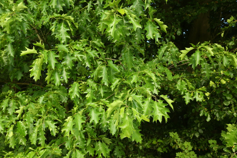 Quercus rubra_Roed-eg_27052018_Goedstrup_Soe_002.jpg