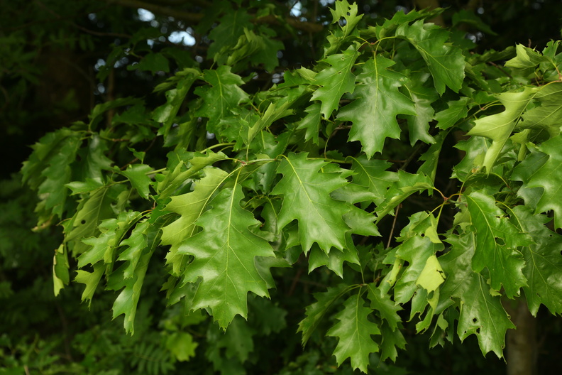 Quercus rubra_Roed-eg_27052018_Goedstrup_Soe_003.jpg