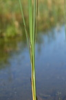 Typha angustifolia (Smalbladet dunhammer)