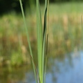Typha angustifolia_Smalbladet Dunhammer_26052017_Randboel_010.jpg