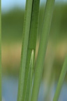 Typha angustifolia (Smalbladet dunhammer)