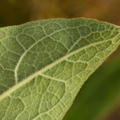 Verbascum thapsus (Filtbladet Kongelys)