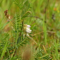Vicia orobus (Lyng-vikke)