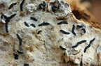 Alyxoria ochrocheila (Rødpudret bogstavlav)