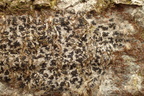 Arthonia radiata (Stjerne-pletlav)