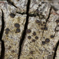 Bacidia arceutina (Brunfrugtet tensporelav)