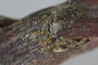 Caloplaca asserigena (Hede-orangelav)