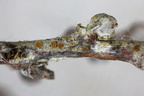 Caloplaca asserigena (Hede-orangelav)