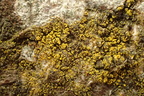 Candelariella xanthostigma (Kornet æggeblommelav)