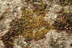 Candelariella xanthostigma (Kornet æggeblommelav)