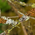 Cetraria sepincola, Tuckermanopsis sepincola (Tue-kruslav)