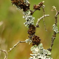 Cetraria sepincola, Tuckermanopsis sepincola (Tue-kruslav)