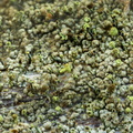 Chaenotheca chlorella (Grønlig knappenålslav)