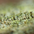 Chaenotheca chlorella (Grønlig knappenålslav)