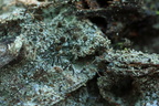 Chaenotheca trichialis (Grå knappenålslav)
