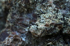 Chaenotheca trichialis (Grå knappenålslav)