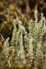 Cladonia bellidiflora (Pragt-bægerlav)