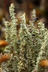 Cladonia bellidiflora (Pragt-bægerlav)