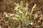 Cladonia sulphurina (Opblæst bægerlav)