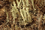 Cladonia sulphurina (Opblæst bægerlav)
