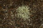 Cladonia zopfii (Klit-bægerlav)