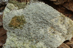 Lecanora argentata, Lecanora subrugosa (Sølv-kantskivelav)