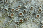 Lecanora argentata, Lecanora subrugosa (Sølv-kantskivelav)