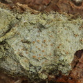 Lecanora strobilina (Barkløs kantskivelav)