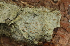 Lecanora strobilina (Barkløs kantskivelav)