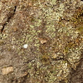 Lichenomphalia hudsoniana (Thallus-lavhat)