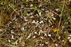 Peltigera didactyla (Liden skjoldlav)