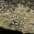 Pertusaria lactea (syn. Ochrolechia lactea)