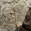 Pertusaria lactescens (Pertusaria lactescens)